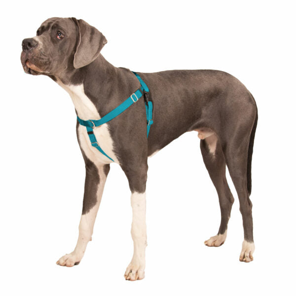Biggie (dog) wearing a Primemarket7 Teal XL No-Pull Freedom Harness