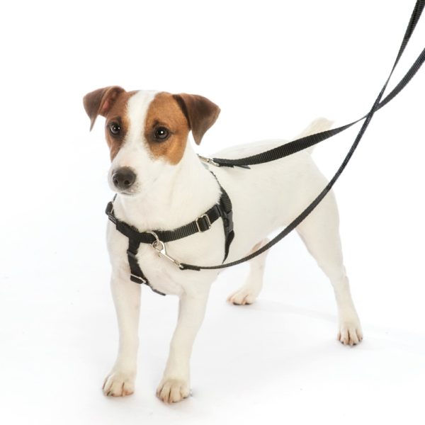 Small white and brown dog wearing a black freedom no-pull harness with matching leash Primemarket7