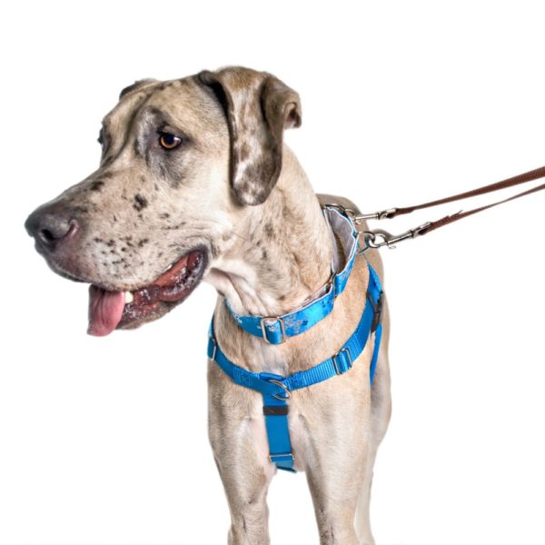 A dog wearing a Primemarket7 turquoise freedom no-pull harness
