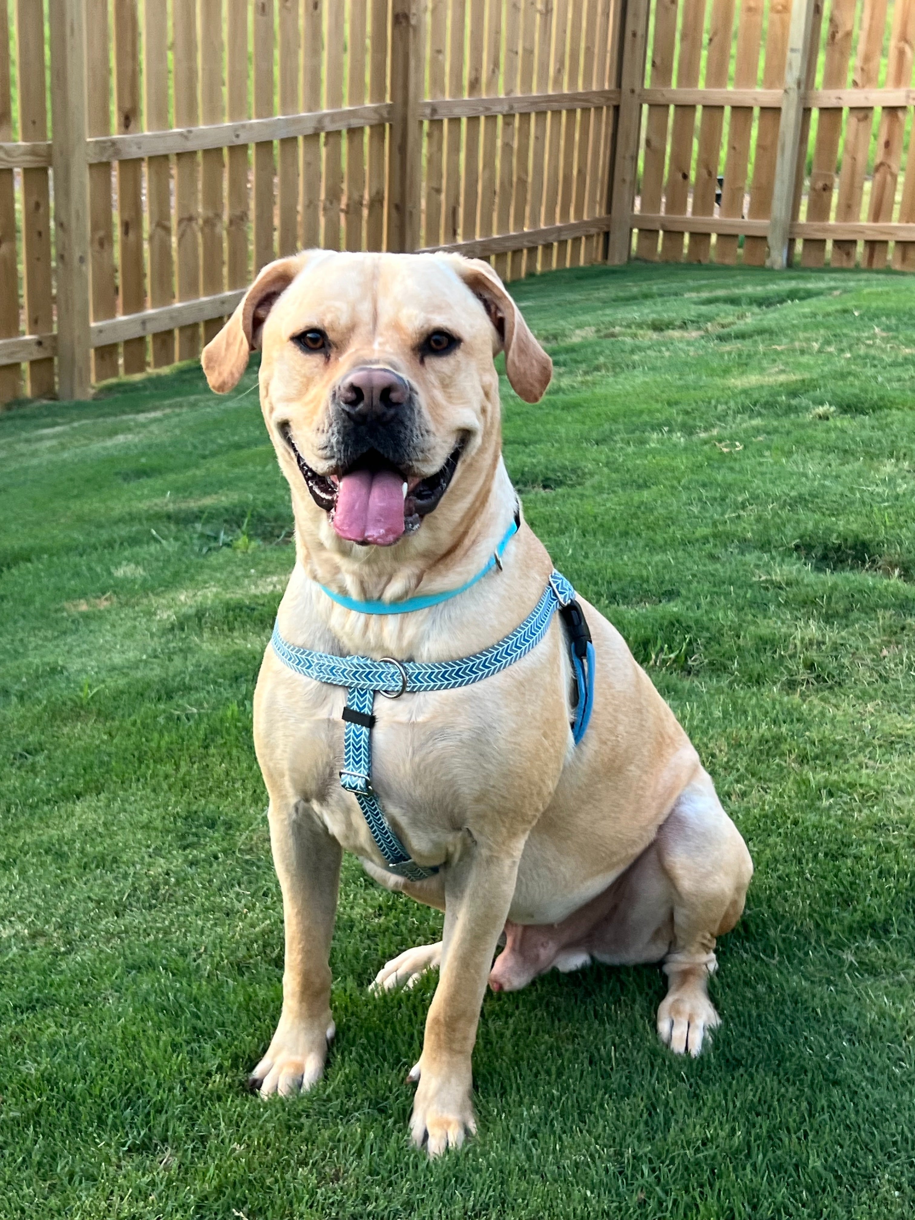 Primemarket7 Mod Blue Freedom No-Pull Harness on a dog