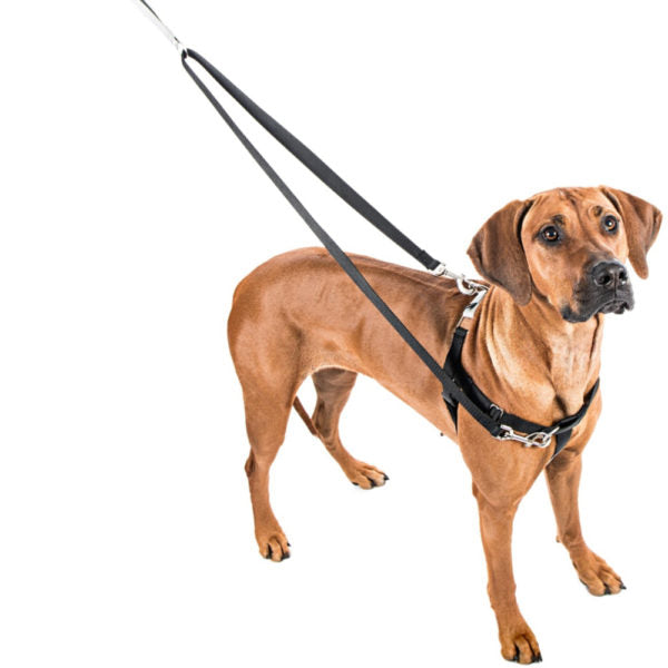 Lola (dog) wearing a black no-pull freedom harness with matching leash