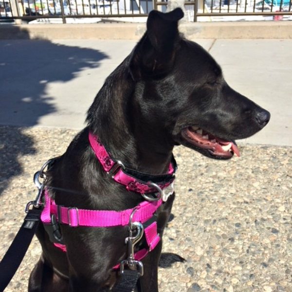 Lulu (dog) wearing a Primemarket7 Raspberry No-Pull Freedom Harness