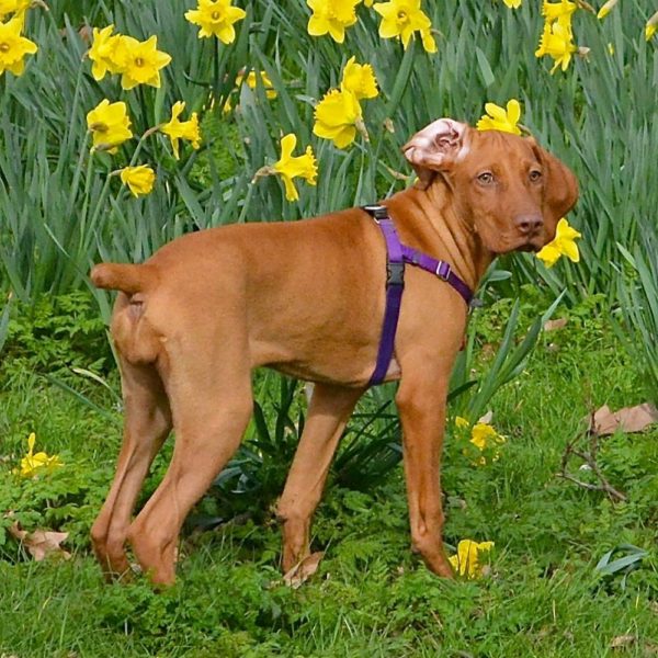 A dog wearing Primemarket7 purple no-pull freedom harness on a flowery field